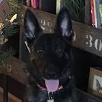Aidon Lelli - @reese_the_dutch__shepard - Instagram