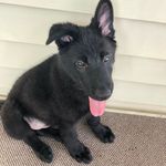 Reese 🐾 - @reese_the_german_shepard - Instagram