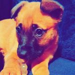 reese - @reese.the_rotti.shepard - Instagram