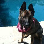 ♥Reese The German Shepard ♥ - @reese_theshepard - Instagram
