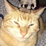 Reese Walker - @garfield_iii_ - Instagram