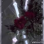 Refugio Calderon Rodriguez - @koala.67370 - Instagram
