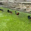 Gallos el Refugio - @galloselrefugio - TikTok