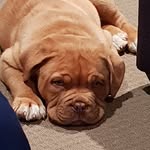 Reg Allen - @reggiethefrenchie25 - Instagram
