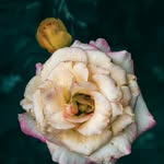 Regan Hahn - @reganhahn28 - Instagram