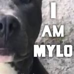 Regan hoffman - @mylostrong - Instagram