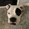 regan morris - @reganamorris - TikTok