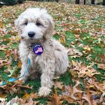 Reggie Baker - @reggie_minigolden - Instagram