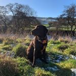Reggie Bartlett - @reggiethechoccylab - Instagram