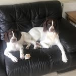 Burtie & Reggie Best Brothers - @burtie_reggie_adventures - Instagram
