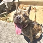 Reg-ing Bull - @reggie_the_best_dog - Instagram
