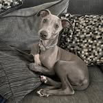 Reggie - @reggie.bestboy.whippet - Instagram