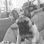 Reggie - @reggie_the_best_frenchie - Instagram