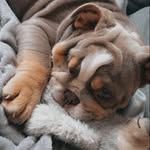 Re𝕘𝕘ie𝐵𝓊𝓁𝓁𝒹𝑜𝑔 - @reggie_best_bully - Instagram