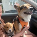 Reggie and Buckley - @reg.n.buck - Instagram