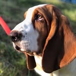Reggie ‘Roo’  Chapman - @reggie_basset - Instagram