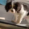 🥺 R E G G I E 🥺 - @reggiethekingcharles - TikTok