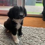 Reggie charles 🐶❤️ - @reggie_charles123 - Instagram