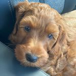 Reginald (Reggie) Charles - @reddoodreggie - Instagram