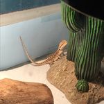 Remi, Reggie & Charles - @dog_meets_dragon - Instagram