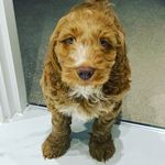 Reggie the Cockapoo - @cockapooreggiecrane - Instagram