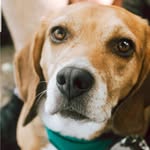 Reggie Daye - @reggie.b.beagle - Instagram