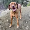 Reggie - @reggie_the_ridgeback_ - TikTok