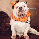 REGGIE KENNON-FAIRLEY - Mascot for Spoilt-pets - @reggie_boobops - Instagram