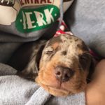 Reggie Hall 🖤 🌭 🇬🇧 - @reggie.the.dachshund - Instagram