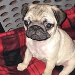 Reggie_hancock - @reggiethepug74_ - Instagram