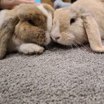 Reggie the rabbit 🐰 - @reggie.nalaheath - Instagram