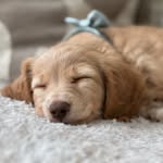 Reggie the Miniature Long Hair Dachshund - @reggieontherun31 - Instagram