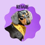 Reggie the Sausage 🌭 - @reggie_longboi - Instagram
