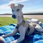 Reggie the Whippet - @reggie_longlegs - Instagram