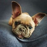 Reggie Mack - @adventuresofreggiemack - Instagram