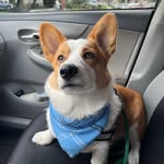 Reggie Garcia Martinez - @reggieelcorgi - Instagram