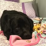 Reggie Mclaughlin - @reggie__lab - Instagram