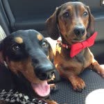 Reggie & Miles Drake-Healey - @reggie_and_miles - Instagram