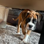 Reggie Miles - @reggiemiles_boxer - Instagram