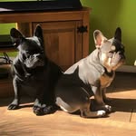 Aj84 - @reggie_murphy_frenchie - Instagram