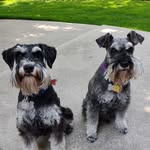 Reggie & Murphy - @vantasticminischnauzies - Instagram