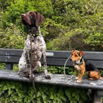 Reggie & Murphy - @regandmurphadventures - Instagram