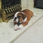 Reggie Murphy - @reggie.the.bulldog - Instagram