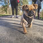 Reggie Murphy - @little.pug.reg_big.dog.murph - Instagram