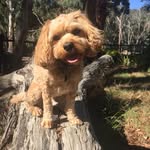 Reggie Murphy Langenberg - @reggiie_nald - Instagram