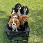 Reggie, Murphy, Sully & Molly - @reggie_murphy_sully_molly - Instagram