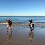 Pacer And Reggie - @pacer_and_reggie - Instagram