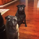 Reggie and Pacee Too - @reggieandpacee - Instagram