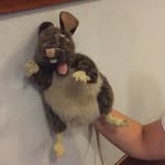 Reggie Cock-a-roach - @reggiecockaroach - Instagram