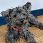 Reggie - @roaching_reggie - Instagram